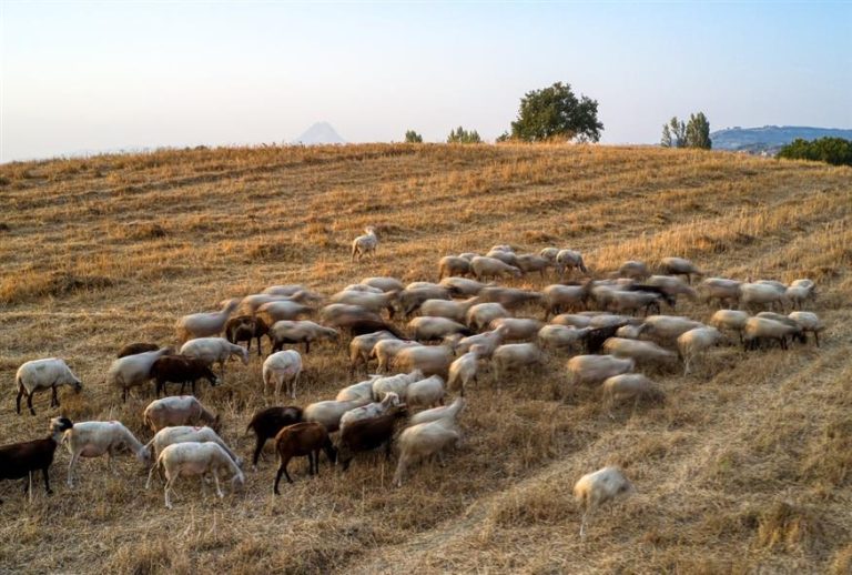 Στρατηγική Αντιμετώπισης της Ευλογιάς και Διάσωση του Ζωϊκού Κεφαλαίου στην Ελλάδα